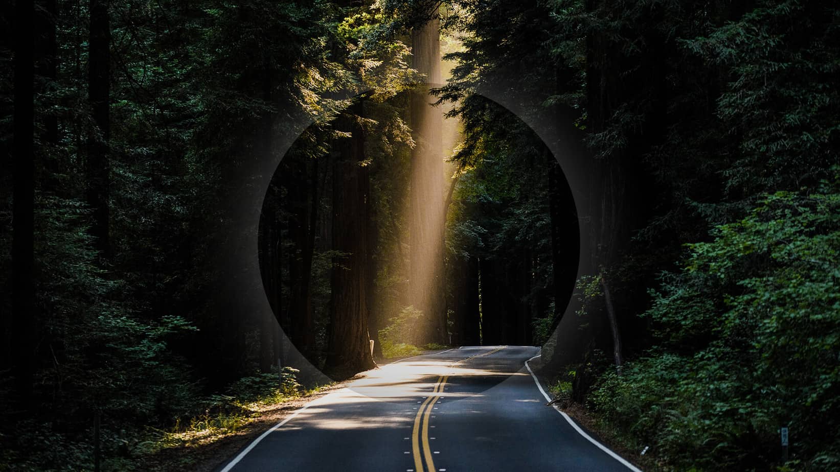 road through a forest - marin county chiropractor