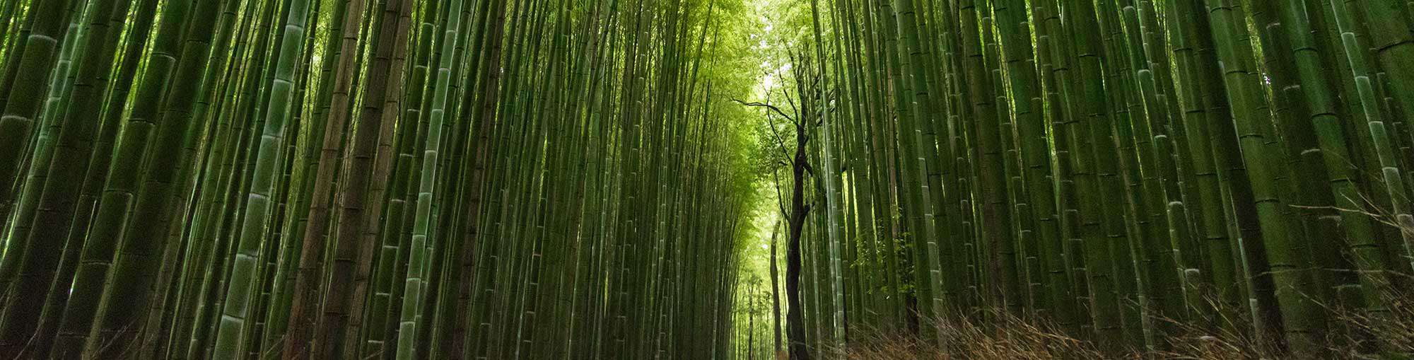 bamboo forest - chiropractor san rafael