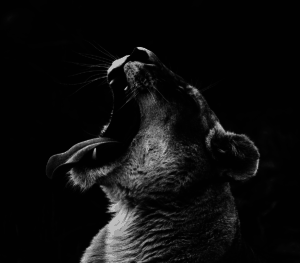 Picture of Big Cat Yawning - TMJ Chiropractor