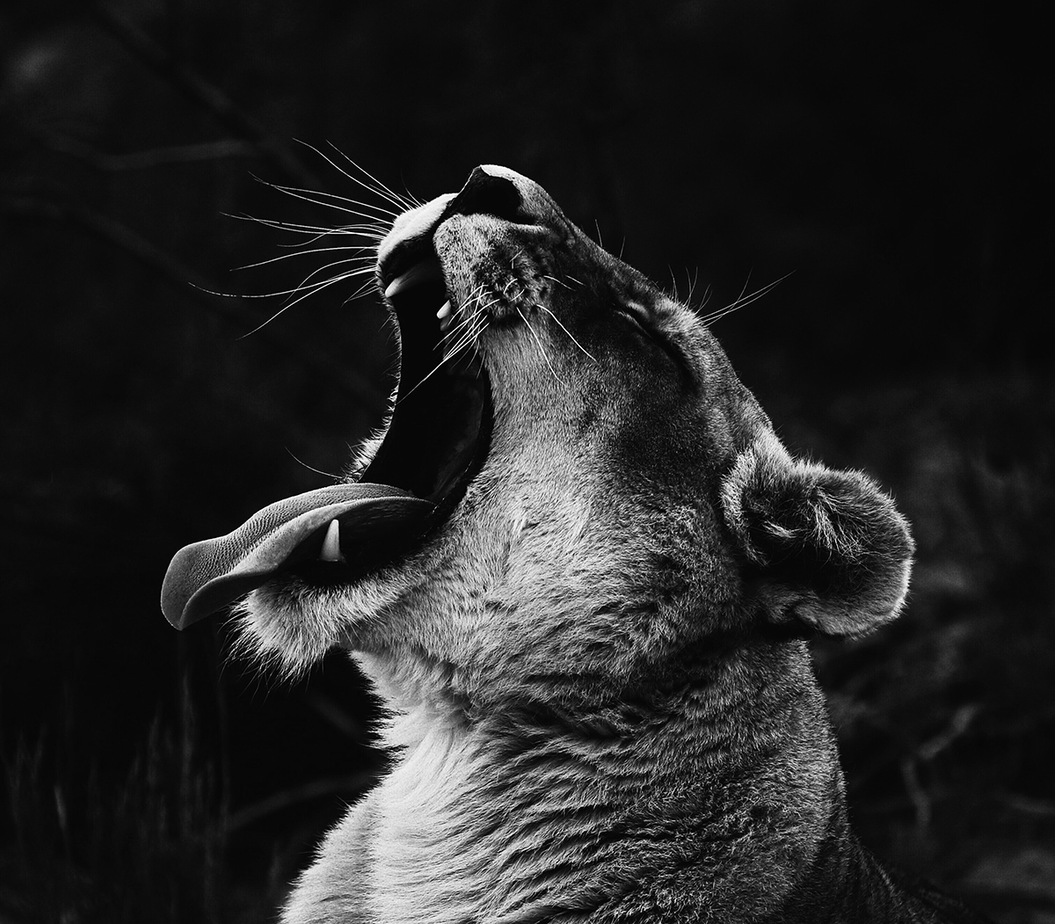 Picture of Big Cat Yawning - TMJ Chiropractor